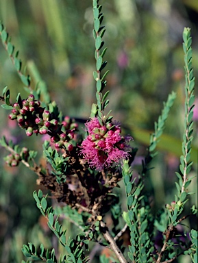 APII jpeg image of Melaleuca thymifolia 'Cotton Candy'  © contact APII