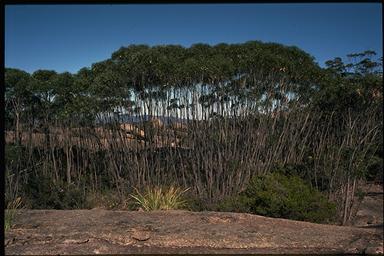 APII jpeg image of Eucalyptus codonocarpa  © contact APII