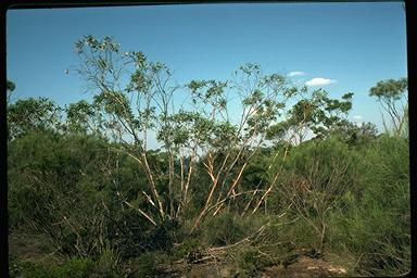 APII jpeg image of Eucalyptus burgessiana  © contact APII