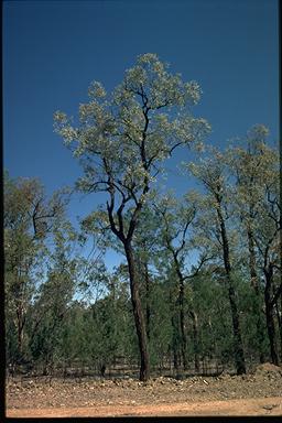 APII jpeg image of Eucalyptus caleyi  © contact APII