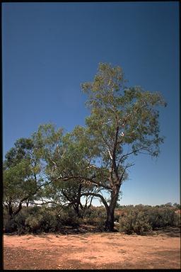 APII jpeg image of Eucalyptus coolabah  © contact APII