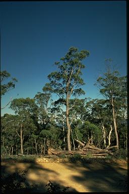 APII jpeg image of Eucalyptus dives  © contact APII