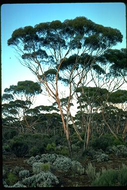 APII jpeg image of Eucalyptus oleosa subsp. oleosa  © contact APII