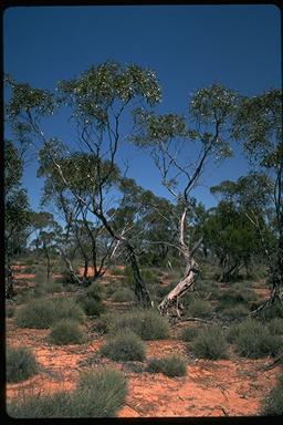 APII jpeg image of Eucalyptus incrassata  © contact APII