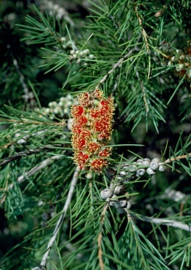 APII jpeg image of Callistemon brachyandrus  © contact APII