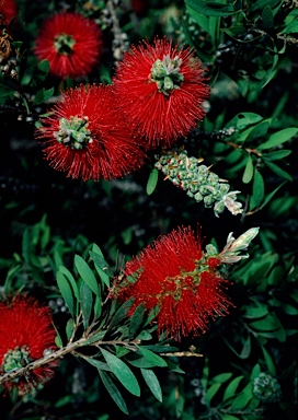 APII jpeg image of Callistemon citrinus  © contact APII