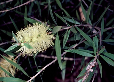 APII jpeg image of Callistemon formosus  © contact APII