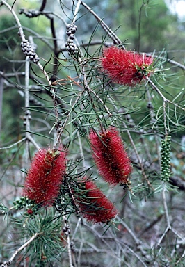 APII jpeg image of Callistemon linearis  © contact APII