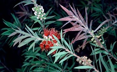 APII jpeg image of Callistemon montanus  © contact APII