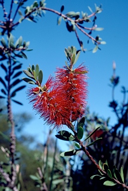 APII jpeg image of Callistemon pachyphyllus  © contact APII