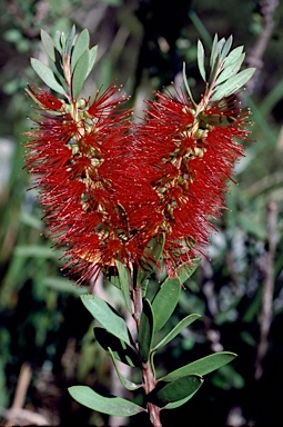 APII jpeg image of Callistemon pachyphyllus  © contact APII