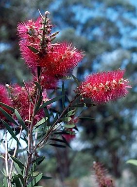 APII jpeg image of Callistemon pungens  © contact APII