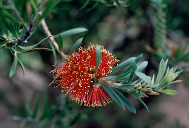 APII jpeg image of Callistemon rugulosus  © contact APII