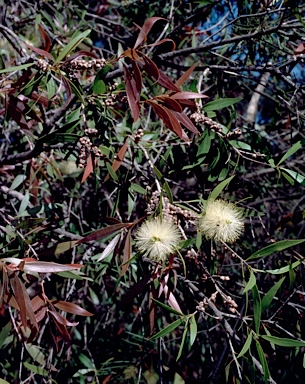 APII jpeg image of Callistemon salignus  © contact APII