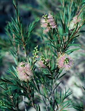 APII jpeg image of Callistemon sieberi  © contact APII