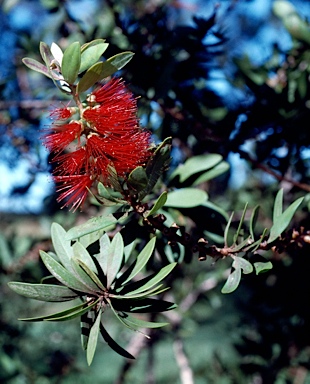 APII jpeg image of Callistemon 'Adina'  © contact APII