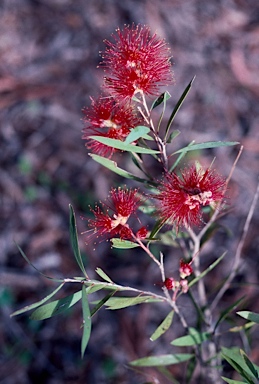 APII jpeg image of Callistemon viminalis 'Boulia'  © contact APII