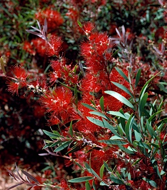 APII jpeg image of Callistemon 'Boulia'  © contact APII