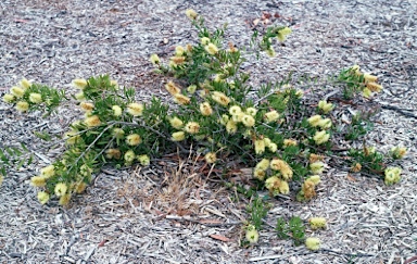 APII jpeg image of Callistemon pallidus 'Candle Glow'  © contact APII