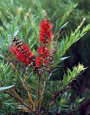 APII jpeg image of Callistemon viminalis 'Captain Cook'  © contact APII