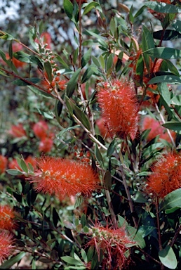 APII jpeg image of Callistemon formosus 'Carmina'  © contact APII