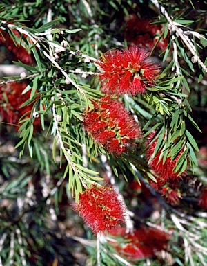 APII jpeg image of Callistemon viminalis 'Dawson River Weeper'  © contact APII