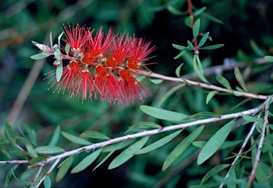 APII jpeg image of Callistemon citrinus 'Firebrand'  © contact APII