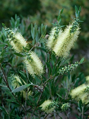 APII jpeg image of Callistemon pallidus 'Mt. Oberon'  © contact APII