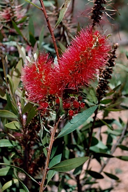 APII jpeg image of Callistemon acuminatus 'Nabiac Red'  © contact APII