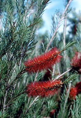 APII jpeg image of Callistemon 'Packers Selection'  © contact APII