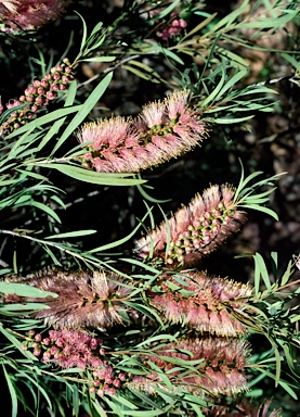 APII jpeg image of Callistemon salignus 'Perth Pink'  © contact APII