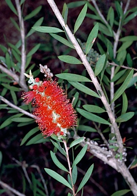 APII jpeg image of Callistemon viminalis 'Red Clusters'  © contact APII