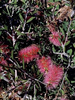 APII jpeg image of Callistemon 'Reeve's Pink'  © contact APII