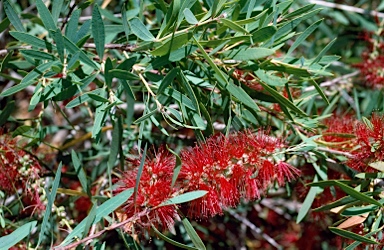 APII jpeg image of Callistemon 'Vermilion'  © contact APII