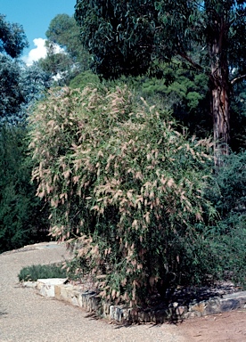 APII jpeg image of Callistemon  © contact APII