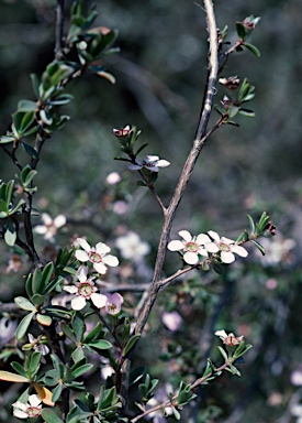 APII jpeg image of Leptospermum  © contact APII