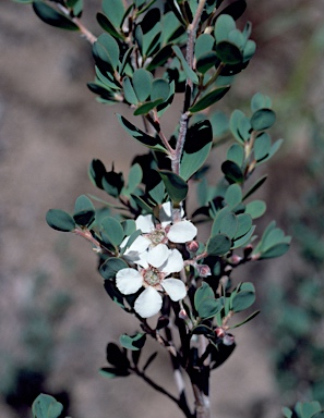 APII jpeg image of Leptospermum glaucescens  © contact APII