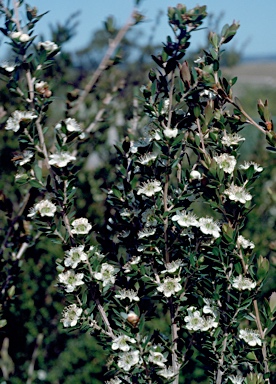 APII jpeg image of Leptospermum grandifolium  © contact APII