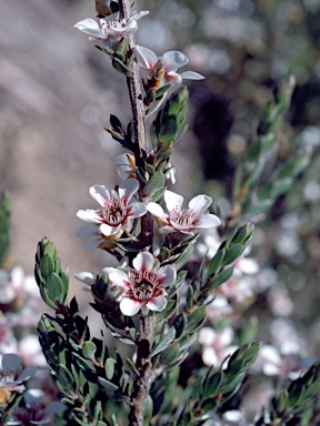 APII jpeg image of Leptospermum lanigerum  © contact APII