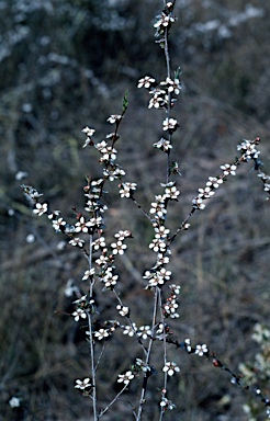 APII jpeg image of Leptospermum multicaule  © contact APII