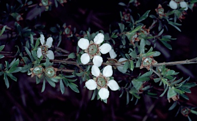 APII jpeg image of Leptospermum multicaule  © contact APII