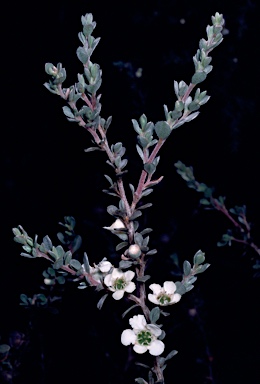 APII jpeg image of Leptospermum myrtifolium  © contact APII