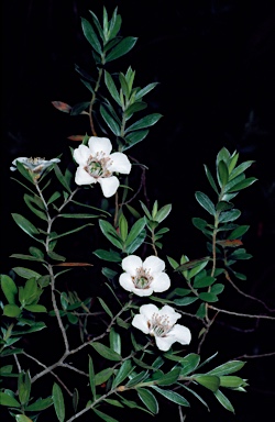 APII jpeg image of Leptospermum turbinatum  © contact APII