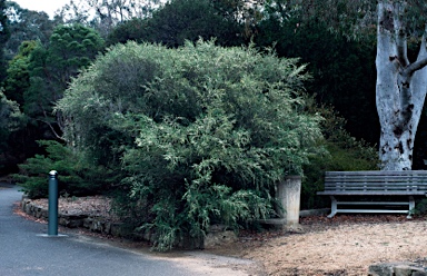 APII jpeg image of Leptospermum obovatum  © contact APII