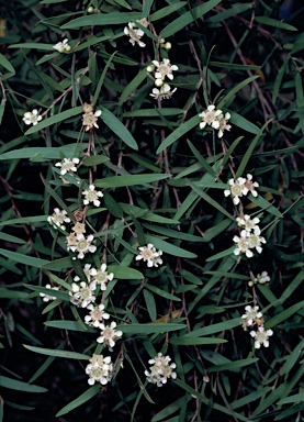 APII jpeg image of Leptospermum madidum  © contact APII