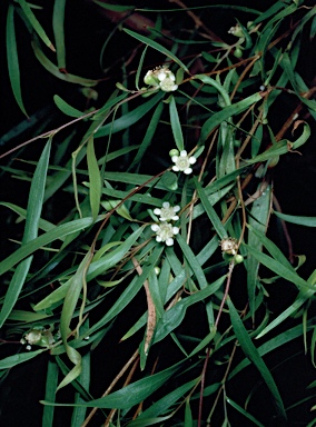 APII jpeg image of Leptospermum madidum  © contact APII