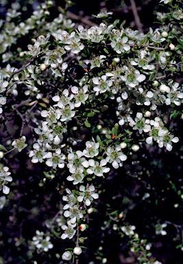 APII jpeg image of Leptospermum polygalifolium subsp. cismontanum  © contact APII