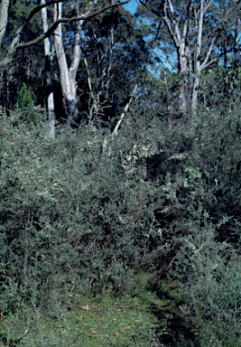 APII jpeg image of Leptospermum polygalifolium subsp. montanum  © contact APII