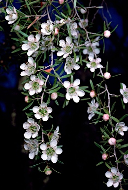 APII jpeg image of Leptospermum polygalifolium subsp. polygalifolium  © contact APII