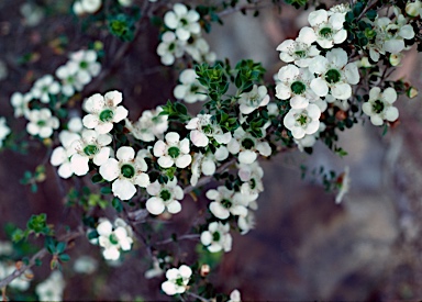 APII jpeg image of Leptospermum rotundifolium  © contact APII